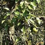 Pyrus communis Folio