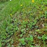 Hieracium maculatum Costuma