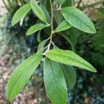 Cotoneaster frigidus Levél