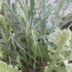 Achillea clavennae Leaf