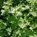 Lamium album 整株植物