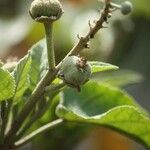 Croton mauritianus Vili