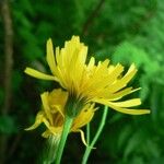 Crepis lampsanoides Flower