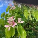 Bauhinia monandra Цвят