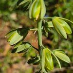 Albuca abyssinica Kwiat