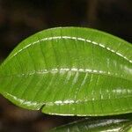 Henriettea duckeana Leaf