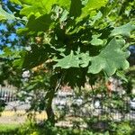 Quercus × rosacea برگ