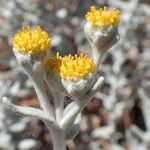 Achillea maritima Хабит