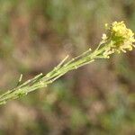 Hirschfeldia incana Λουλούδι