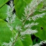 Calamagrostis canescens Fruto