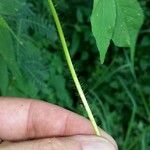 Distimake aegyptius बार्क (छाल)