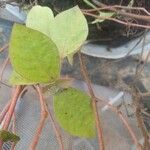 Achyranthes aspera 葉