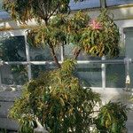 Rhododendron stenopetalum Habit