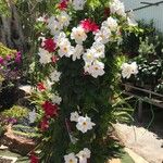 Mandevilla sanderi Flower