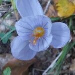 Crocus pulchellus 花