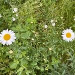 Leucanthemum vulgareBlomst