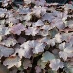 Heuchera micrantha Folha