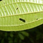 Miconia affinis Leaf