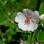 Althaea officinalis പുഷ്പം