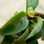 Ludwigia palustris Blomst