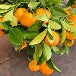 Citrus × aurantium 其他