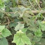 Solanum mammosum Bark