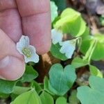 Oxalis acetosella花