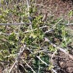 Solanum arundo Yeri