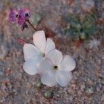 Linanthus dichotomus Flower