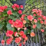 Begonia grandis花