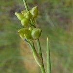 Scheuchzeria palustris Vrucht