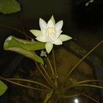 Nymphaea amazonum 花