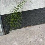 Equisetum pratense برگ