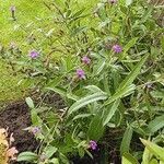 Verbena rigida Hábito