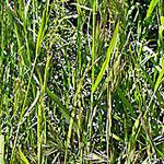 Bromus rubens অভ্যাস