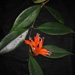 Aeschynanthus parviflorus आदत