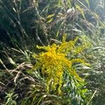 Solidago junceaFlower