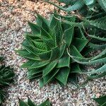 Aristaloe aristata cv. 'Cosmo' Агульны выгляд