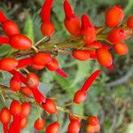 Erythrina globocalyx Vaisius