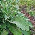 Verbascum sinaiticum Blatt