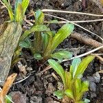 Solidago juncea Лист