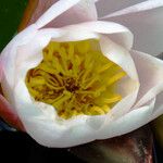 Nymphaea candida Flower