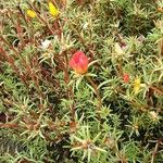 Portulaca grandiflora عادت داشتن