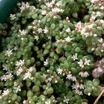 Crassula expansa ഇല