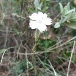 Dianthus godronianus Blüte