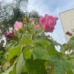 Hibiscus mutabilis Flower