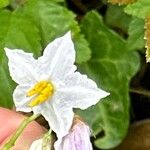 Solanum carolinenseFlower