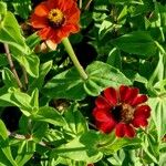 Zinnia peruviana Blomst