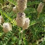 Astragalus alopecurus Frucht