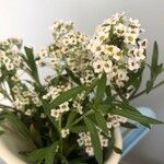 Lobularia maritima Flower